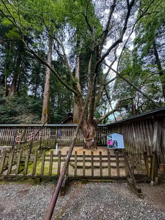 天岩戸神社(宮崎県)
