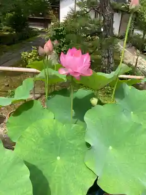 法金剛院(京都府)