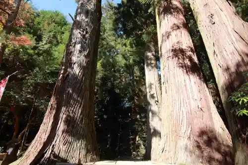 鹿島大神宮の自然