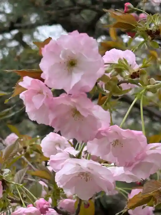 淡嶋神社の{uncategorized: "未分類", other: "その他", undefined: "問題あり", building: "その他建物", grave: "お墓", sacred_gate: "鳥居", guardian: "狛犬", statue: "像", buddha: "仏像", history: "歴史", nature: "自然", garden: "庭園", animal: "動物", pagoda: "塔", temizu: "手水舎", mountain_gate: "山門・神門", sanctuary: "本殿・本堂", subordinate: "末社・摂社", art: "芸術", scenery: "景色", jizo: "地蔵", ema: "絵馬", goshuin: "御朱印", omikuji: "おみくじ", items: "授与品その他", amulet: "お守り", goshuincho: "御朱印帳", eats: "食事", festival: "お祭り", votive_dance: "神楽", shichigosan: "七五三参", wedding: "結婚式", experience: "体験その他", initially: "初詣", around: "周辺", anti_infection: "感染症対策"}