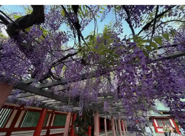 神田神社(神田明神)(東京都)