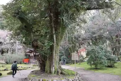 賀茂別雷神社（上賀茂神社）(京都府)