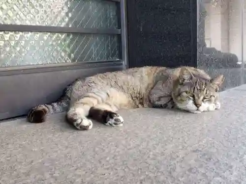 白金氷川神社の動物
