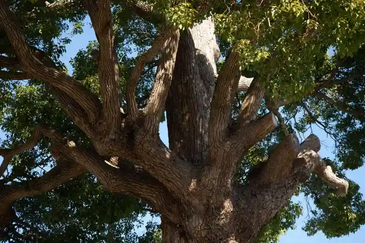 伊勢原大神宮の自然