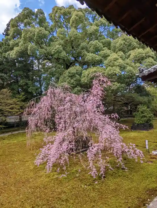 青蓮院門跡(京都府)