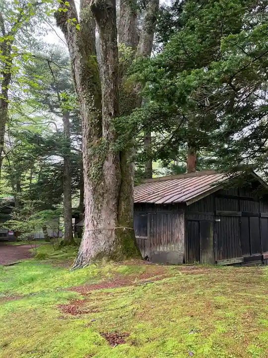 諏訪神社の自然