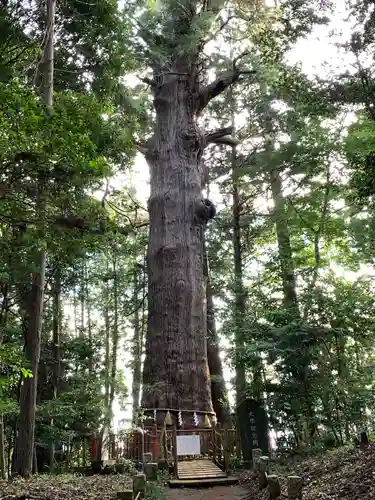 麻賀多神社の自然