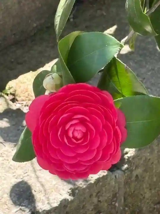 安國論寺(安国論寺)の{uncategorized: "未分類", other: "その他", undefined: "問題あり", building: "その他建物", grave: "お墓", sacred_gate: "鳥居", guardian: "狛犬", statue: "像", buddha: "仏像", history: "歴史", nature: "自然", garden: "庭園", animal: "動物", pagoda: "塔", temizu: "手水舎", mountain_gate: "山門・神門", sanctuary: "本殿・本堂", subordinate: "末社・摂社", art: "芸術", scenery: "景色", jizo: "地蔵", ema: "絵馬", goshuin: "御朱印", omikuji: "おみくじ", items: "授与品その他", amulet: "お守り", goshuincho: "御朱印帳", eats: "食事", festival: "お祭り", votive_dance: "神楽", shichigosan: "七五三参", wedding: "結婚式", experience: "体験その他", initially: "初詣", around: "周辺", anti_infection: "感染症対策"}