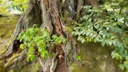 鹿苑寺（金閣寺）の自然
