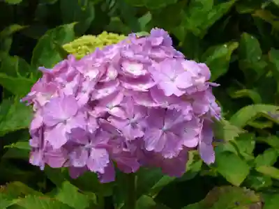 二本松寺の自然