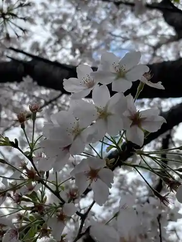 阿佐ヶ谷神明宮の自然