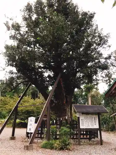 天宮神社の自然