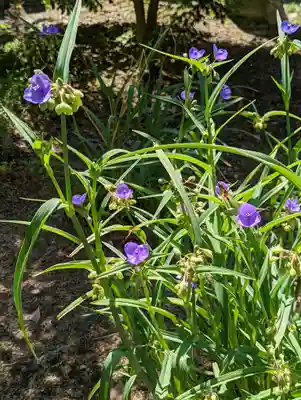 くろ谷 金戒光明寺の自然