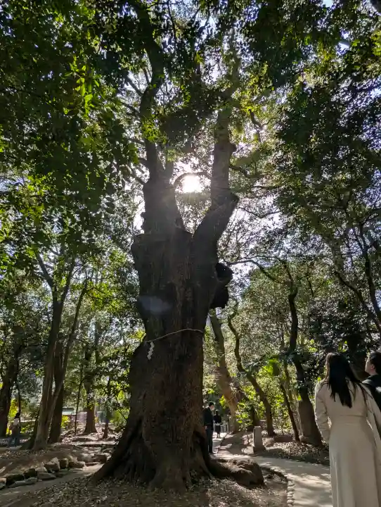 生田神社の{uncategorized: "未分類", other: "その他", undefined: "問題あり", building: "その他建物", grave: "お墓", sacred_gate: "鳥居", guardian: "狛犬", statue: "像", buddha: "仏像", history: "歴史", nature: "自然", garden: "庭園", animal: "動物", pagoda: "塔", temizu: "手水舎", mountain_gate: "山門・神門", sanctuary: "本殿・本堂", subordinate: "末社・摂社", art: "芸術", scenery: "景色", jizo: "地蔵", ema: "絵馬", goshuin: "御朱印", omikuji: "おみくじ", items: "授与品その他", amulet: "お守り", goshuincho: "御朱印帳", eats: "食事", festival: "お祭り", votive_dance: "神楽", shichigosan: "七五三参", wedding: "結婚式", experience: "体験その他", initially: "初詣", around: "周辺", anti_infection: "感染症対策"}
