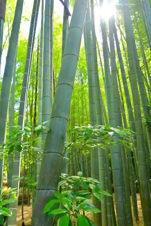報国寺(神奈川県)
