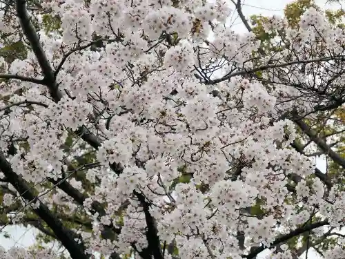 桜神宮の自然