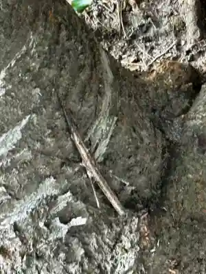 霧島神宮(鹿児島県)