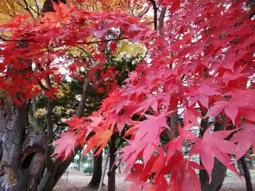 上湧別神社の自然