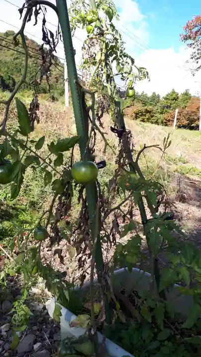 高司神社〜むすびの神の鎮まる社〜の自然