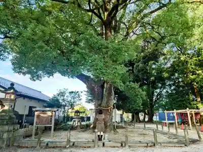 神明社（小牧神明社）の自然
