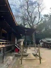 宇治上神社の本殿