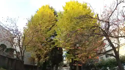 亀戸 香取神社の自然