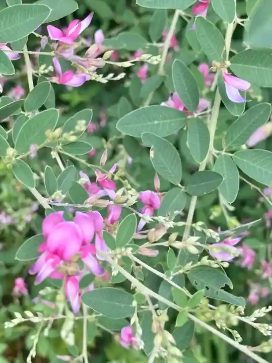 粟嶋堂宗徳寺の自然
