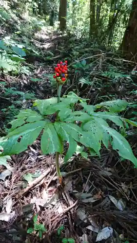 二荒山神社の自然