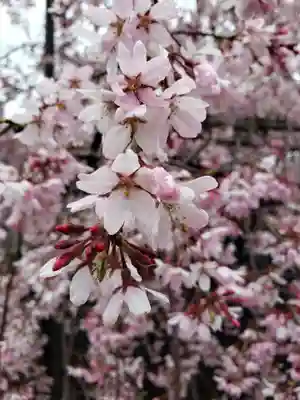 福蔵院(東京都)