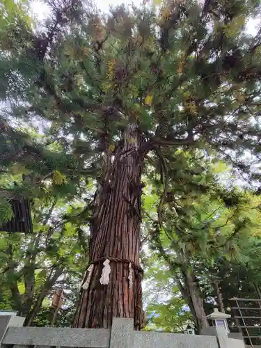 諏訪大社下社秋宮の自然