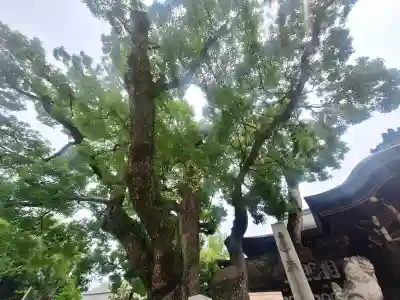 石切劔箭神社(大阪府)