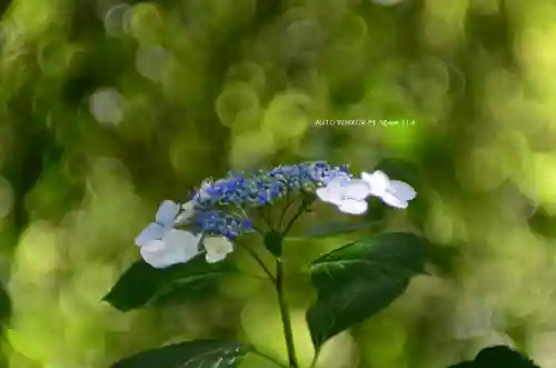 三室戸寺(京都府)