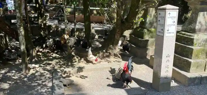 石上神宮の動物