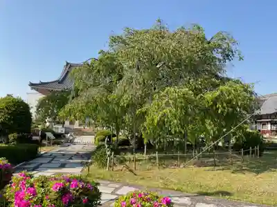 正眼寺(愛知県)