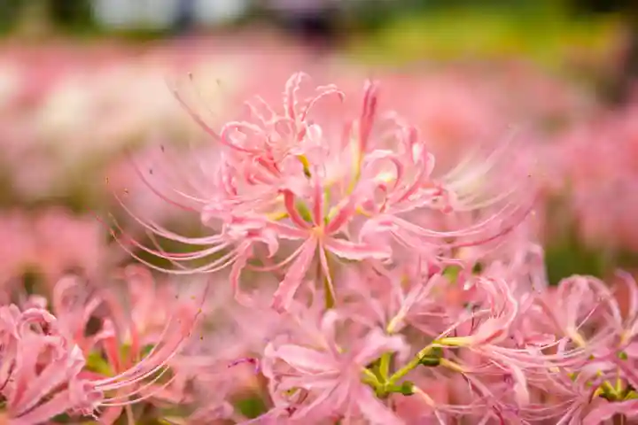 横浜 西方寺の自然