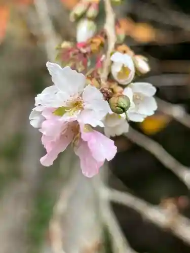 鹿島大神宮の御朱印