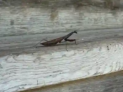 八坂神社(岩手県)