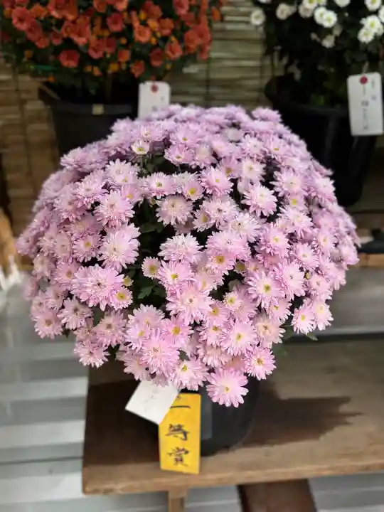 諏訪大社(長野県)