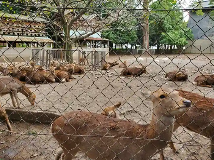 三嶋大社の動物