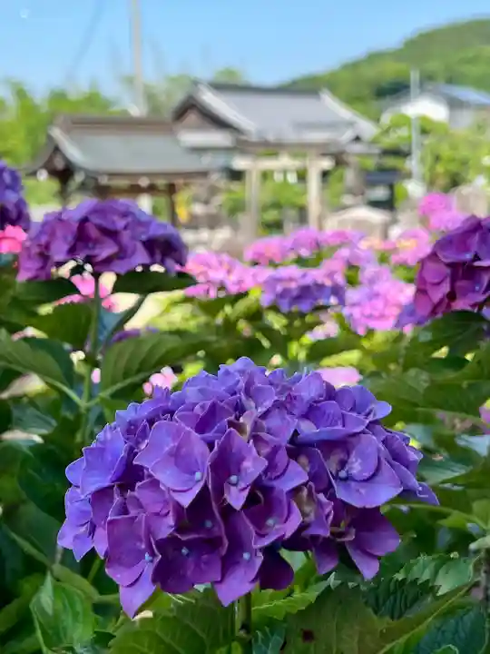粟井神社の自然