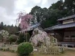 大野寺の自然