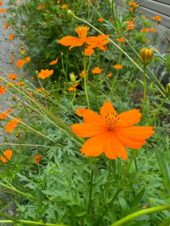 今泉八坂神社(栃木県)