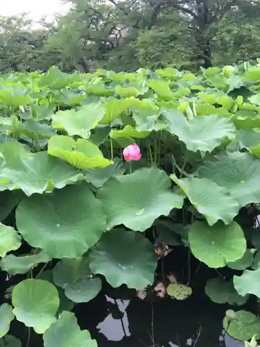 花園稲荷神社の自然