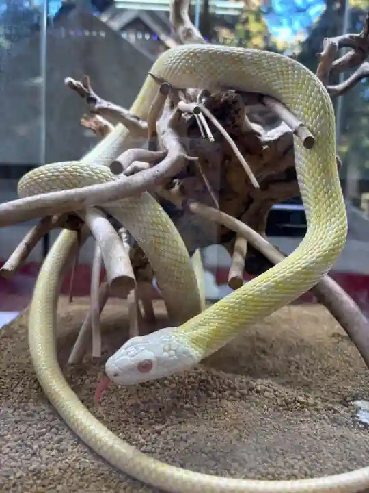 坪沼八幡神社の動物
