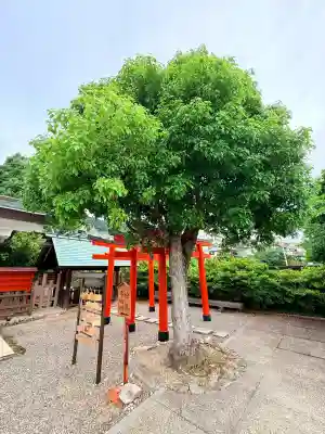 兵庫縣神戸護國神社(兵庫県)