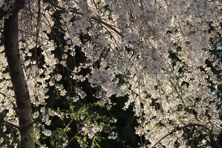熊野福藏神社の自然