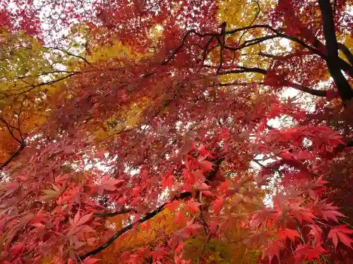 高幡不動尊　金剛寺の自然