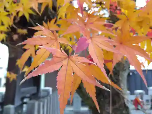 總社大神宮(福井県)