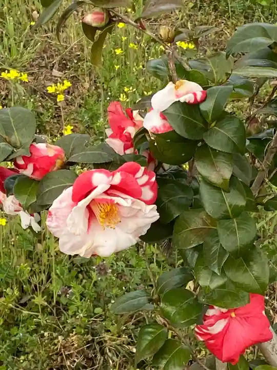 平野神社の自然