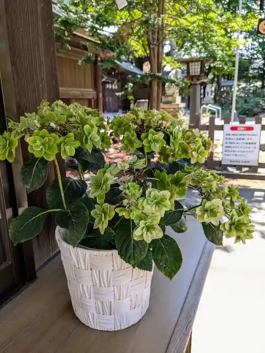 琴似神社(北海道)